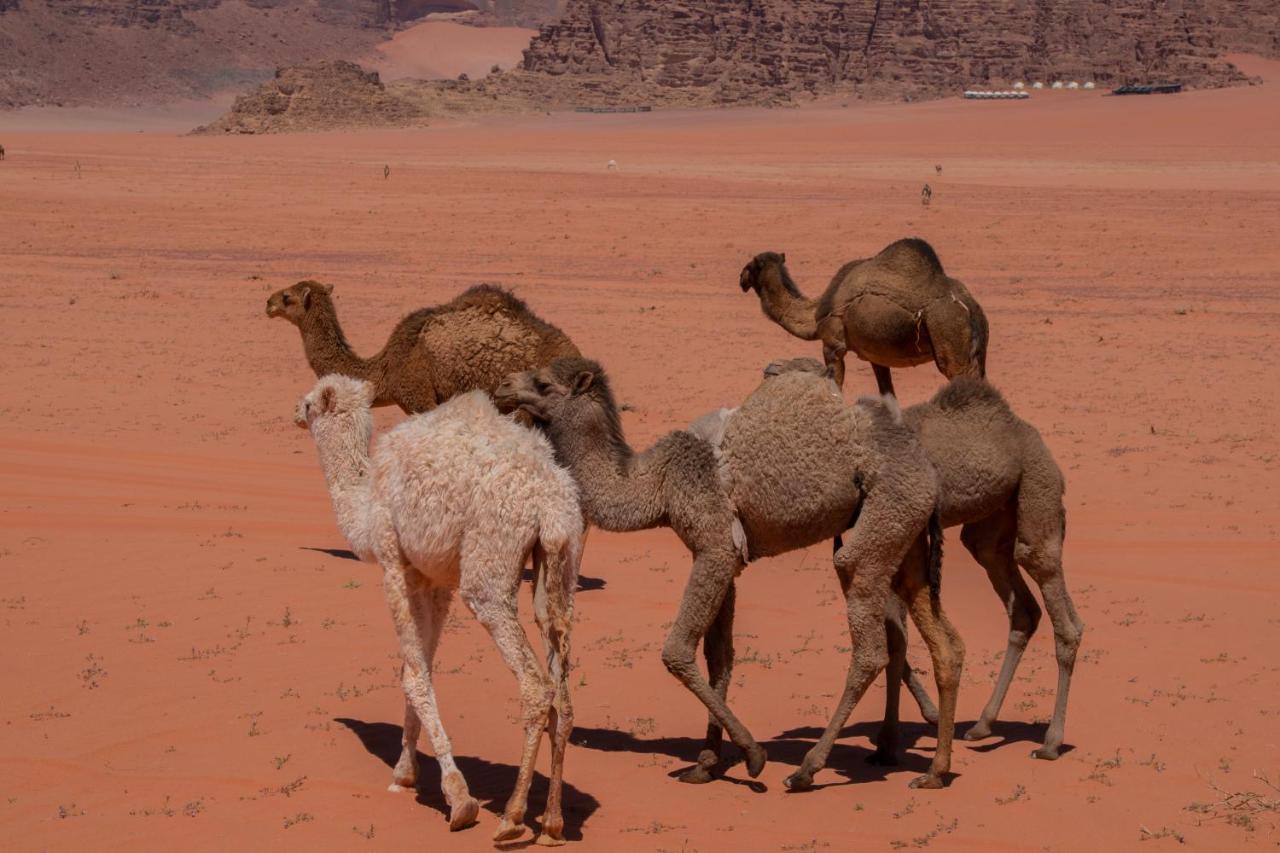 Wadirum Sunset Camp Ξενοδοχείο Ουάντι Ραμ Εξωτερικό φωτογραφία